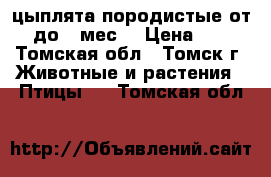  цыплята породистые от 0 до 3 мес. › Цена ­ 70 - Томская обл., Томск г. Животные и растения » Птицы   . Томская обл.